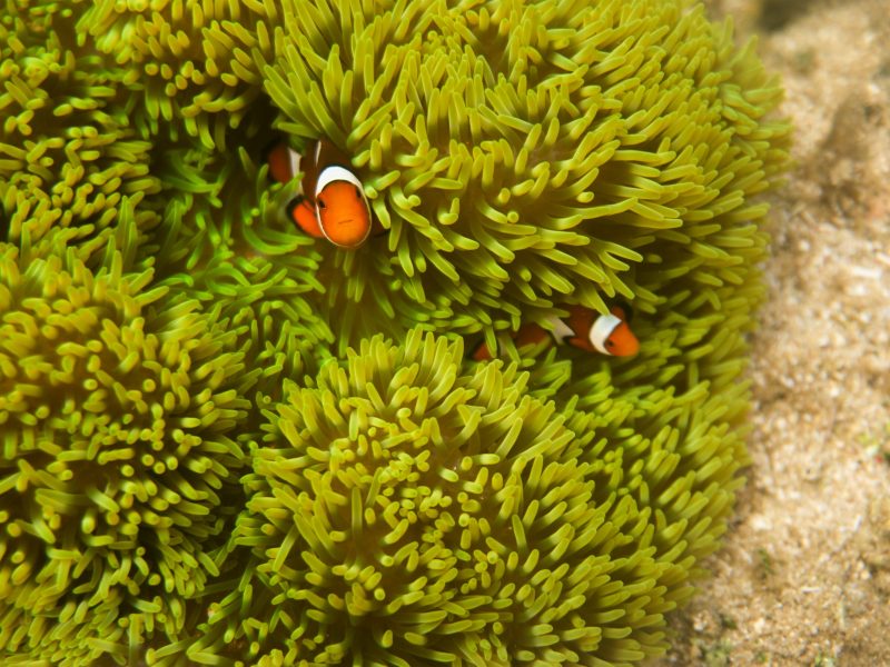 Malayasurf_Hero_0010_Malayasurf_Hero-15