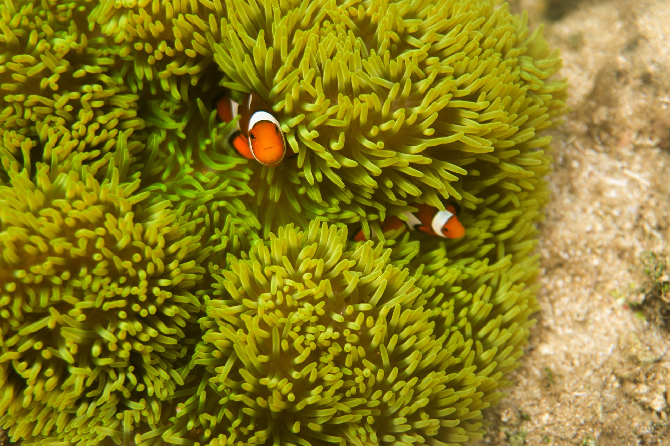 Malayasurf_Hero_0010_Malayasurf_Hero-15